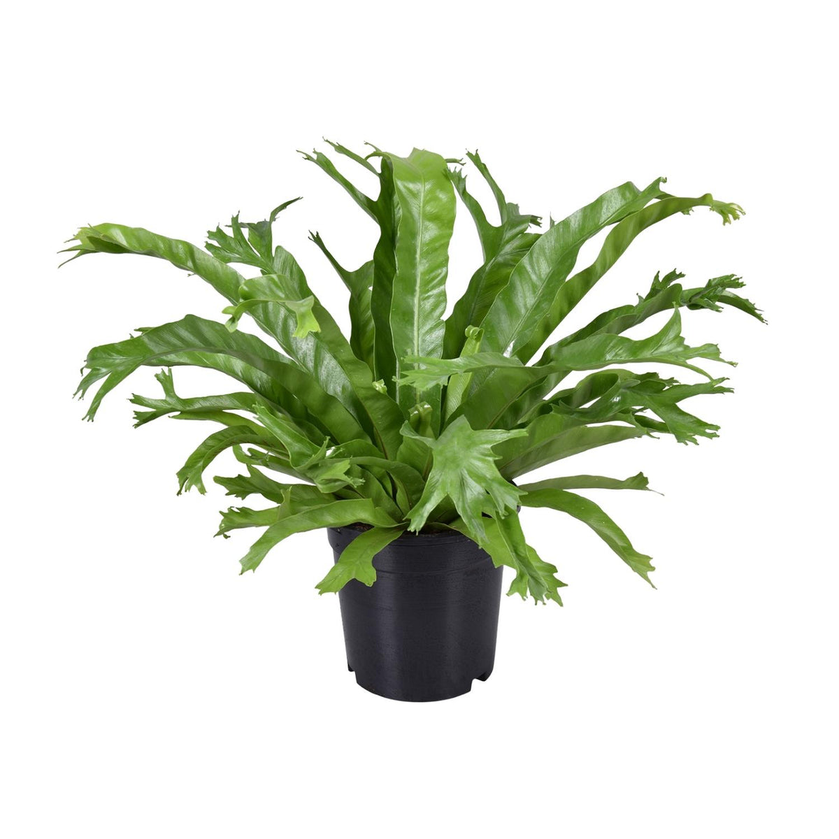 Asplenium nidus Crissie (Vogelnestfarn) – Ø 17 cm, 40 cm hoch