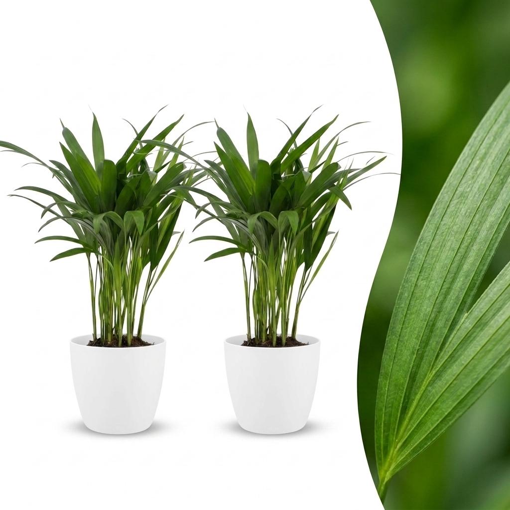 2× Areca lutescens (Dypsis) in Potter-sierpot wit – Ø12 cm, 45 cm hoog