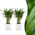 2× Areca lutescens (Dypsis) in Potter-sierpot wit – Ø12 cm, 45 cm hoog