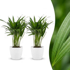 2× Areca lutescens (Dypsis) in Potter-sierpot wit – Ø12 cm, 45 cm hoog
