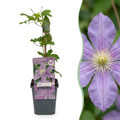 Clematis 'Justa' (Waldrebe) – blau – 4 Pflanzen, Ø9 cm, 35 cm hoch
