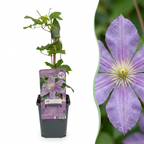 Clematis 'Justa' (Waldrebe) – blau – 4 Pflanzen, Ø9 cm, 35 cm hoch