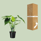 Alocasia Cucullata (elefantøre) – Ø19 cm, 55 cm høj
