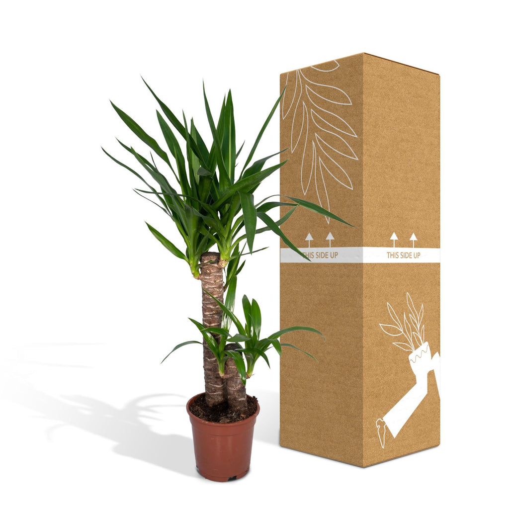 Yucca elephantipes – Ø17 cm, 85 cm hoog