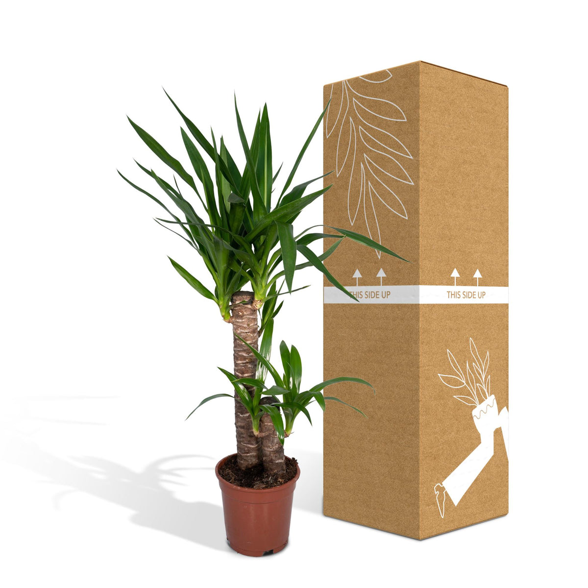 Yucca elephantipes – Ø17 cm, 85 cm hoog