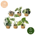 6× Baby Variegata Mix Plants incl. Linnea Honey – Ø6 cm, 10–15 cm tall
