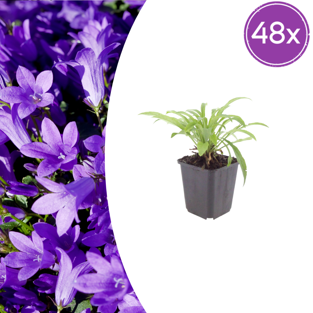 Campanula pers. 'Coerulea' (klokjesbloem) – 48 planten, Ø9 cm, 10–25 cm hoog