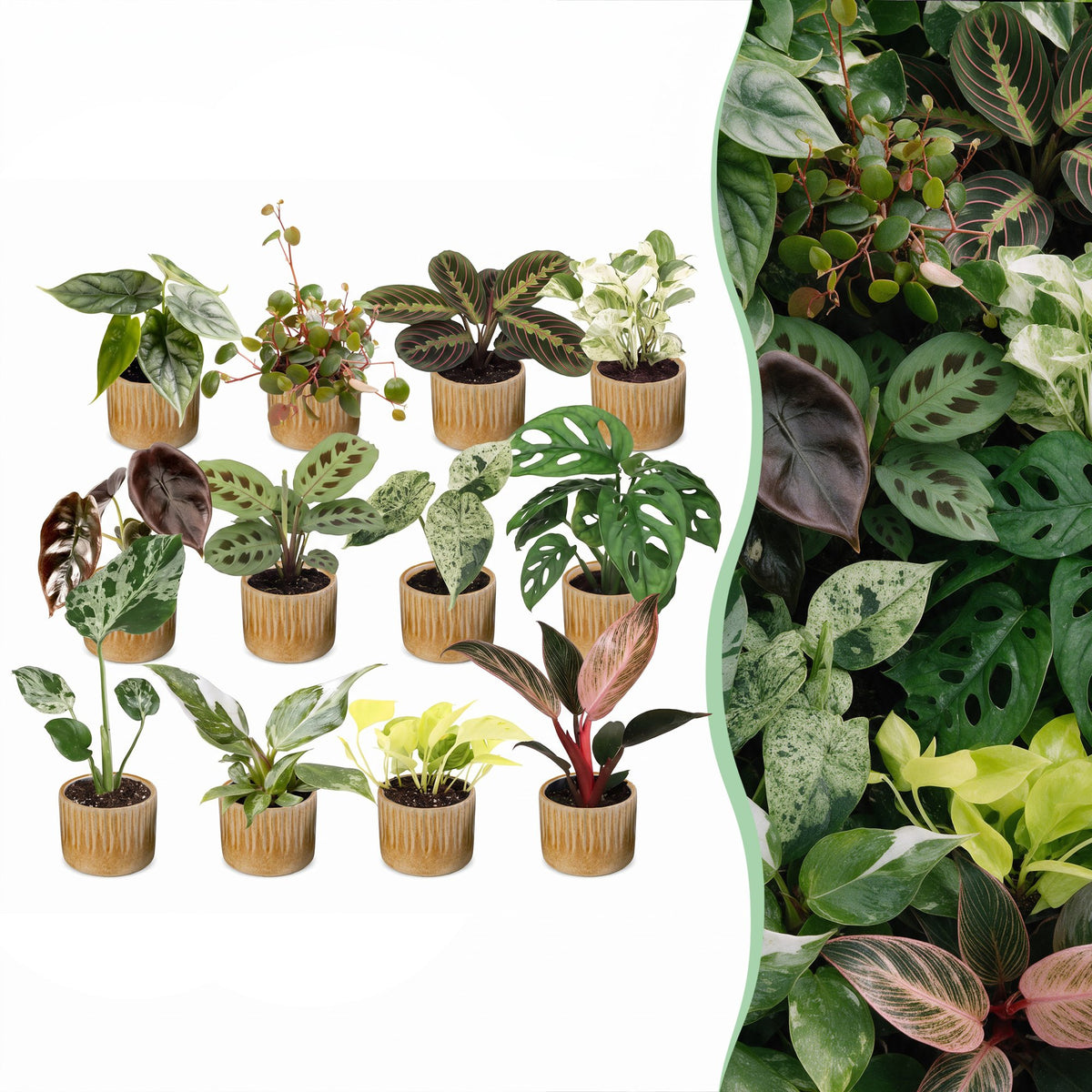 12× Coffret surprise de plantes d’intérieur incl. Linnea Honey – Ø6 cm, 5–15 cm de haut