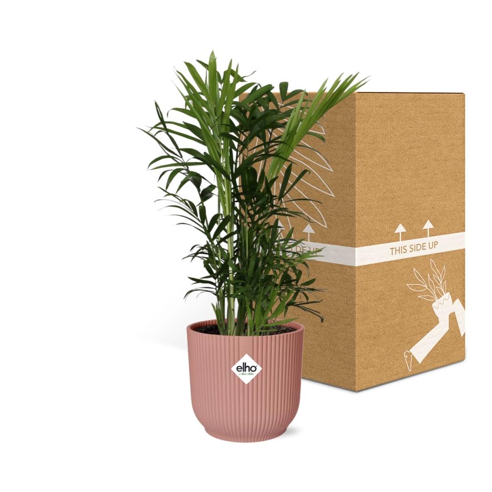 Chamaedorea elegans in ELHO Vibes Fold 14cm rosa (Bergpalme) – 40 cm hoch