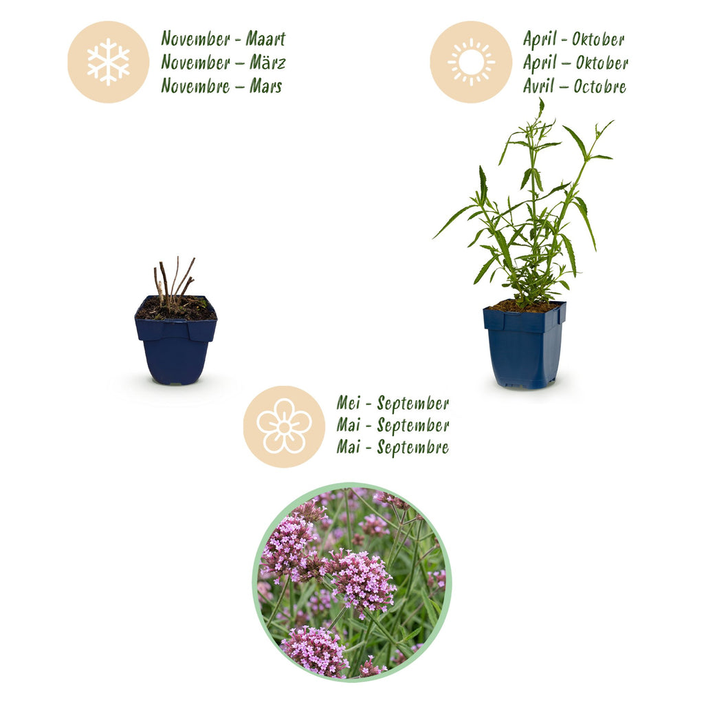 Verbena bonariensis 'Lollipop' (Blutwinde) – lila – 6 Pflanzen, Ø 11 cm, 15–25 cm hoch – Bild 4