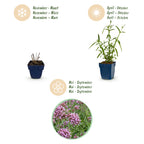 Verbena bonariensis 'Lollipop' (Blutwinde) – lila – 6 Pflanzen, Ø 11 cm, 15–25 cm hoch