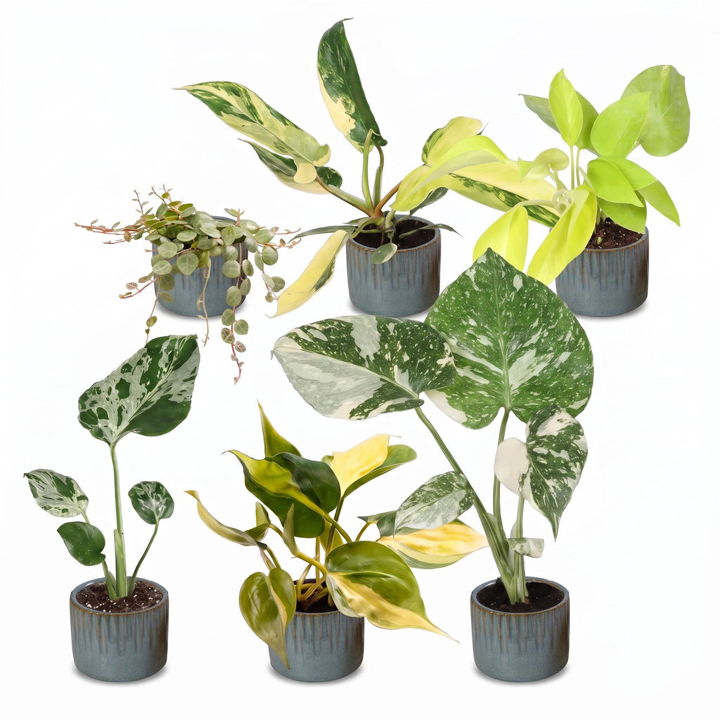 6× jeunes plantes Tropical Mix incl. Linnea Misty Blue – Ø6 cm, 10–15 cm de haut – photo 2
