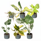 6× jeunes plantes Tropical Mix incl. Linnea Misty Blue – Ø6 cm, 10–15 cm de haut