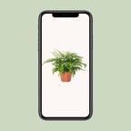 Asplenium Parvati (vogelnestvaren) – Ø17 cm, 30 cm hoog