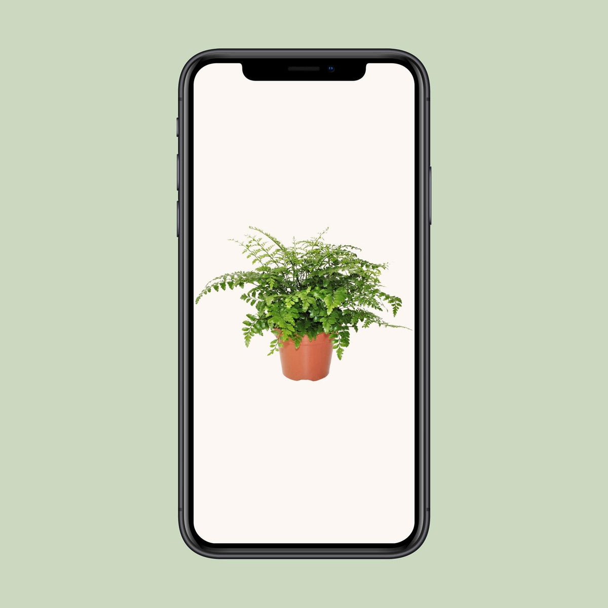 Asplenium Parvati (Vogelnestfarn) – Ø 17 cm, 30 cm hoch