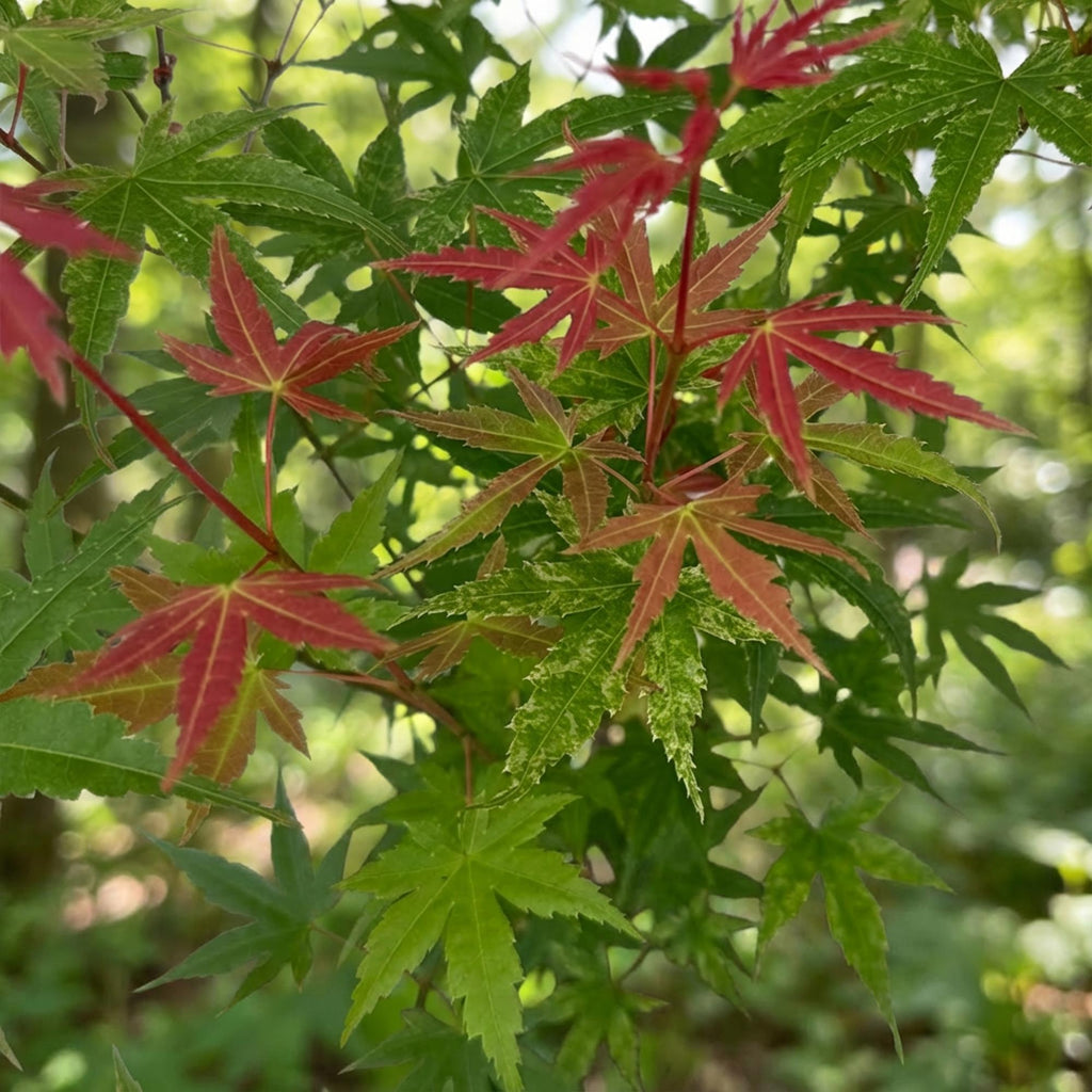 Acer palmatum 'Phoenix' (érable du Japon) – rouge – Ø26 cm, 90 cm de haut – photo 5