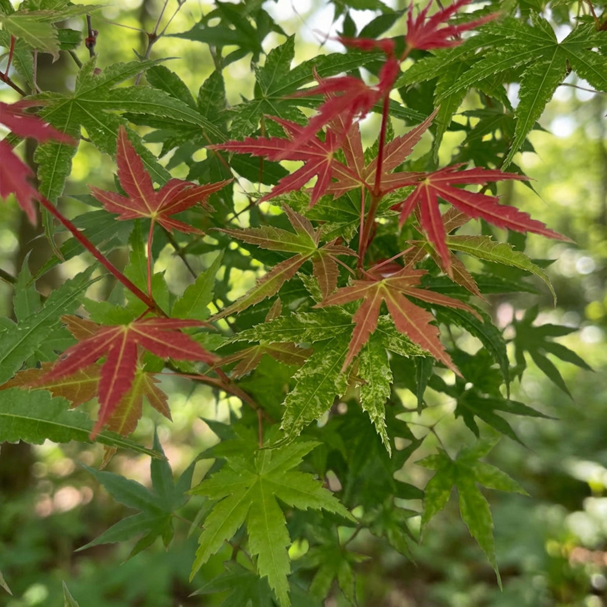Acer palmatum 'Phoenix' (érable du Japon) – rouge – Ø26 cm, 90 cm de haut – photo 5