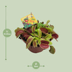 Dionaea Muscipula (Venusfluefænge) – Ø12 cm, 12 cm høj