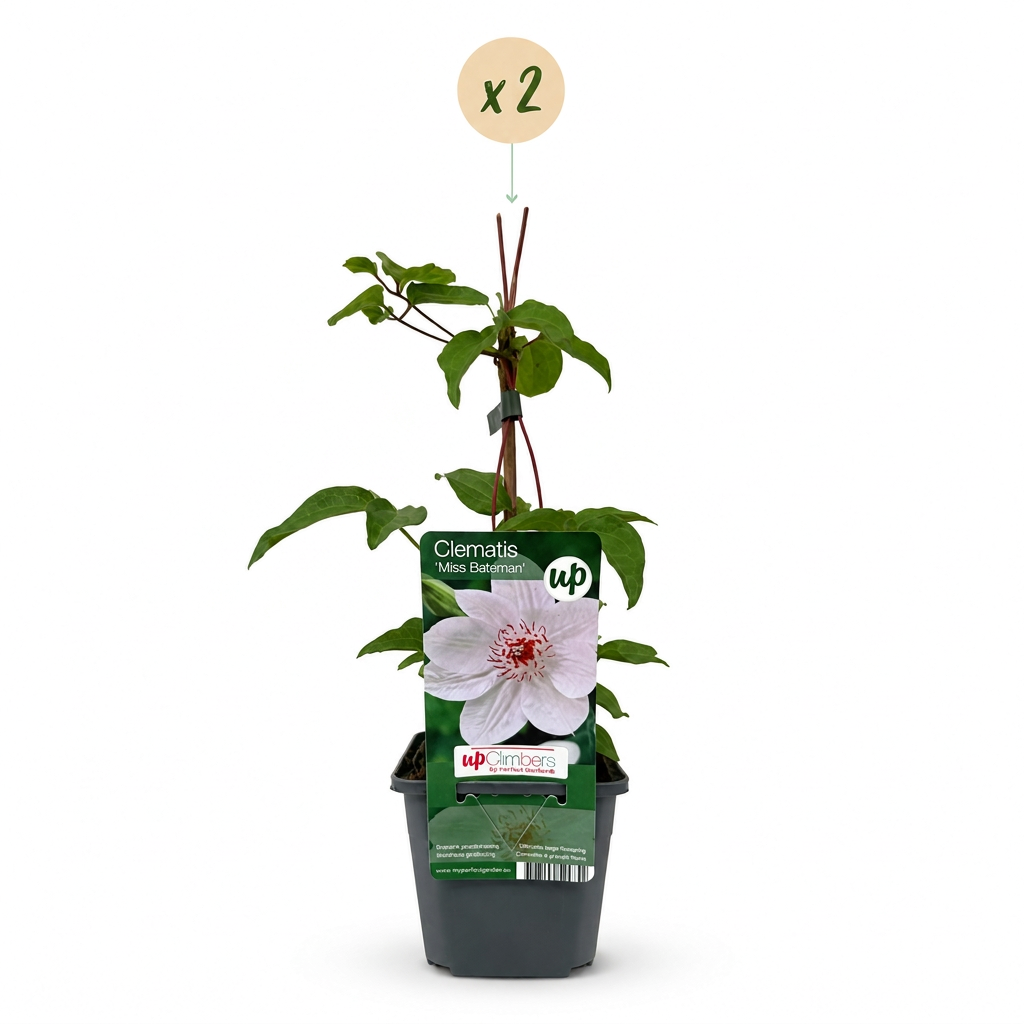 Clematis 'Miss Bateman' (bosrank) – wit – 2 planten, Ø9 cm, 35 cm hoog