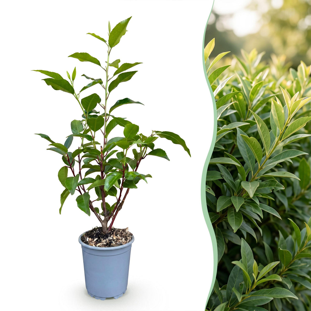 Prunus lusitanica angustifolia (prunier de Lusitanie) – 16 plants, Ø9 cm, 25–35 cm de haut – photo 3