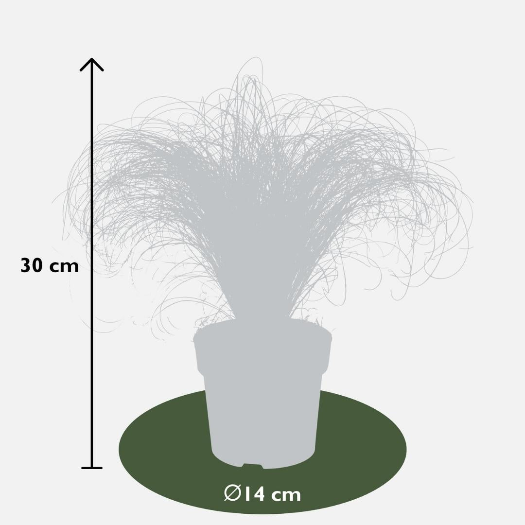 Carex comans 'Frosted Curls' (Segge) – 3 Pflanzen, Ø 14 cm, 25 cm hoch – Bild 4