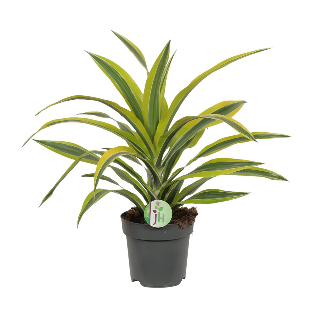 Dracaena fragrans Lemon Lime (Drachenbaum) – Ø 17 cm, 40 cm hoch