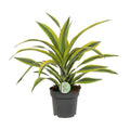 Dracaena fragrans Lemon Lime (Drachenbaum) – Ø 17 cm, 40 cm hoch