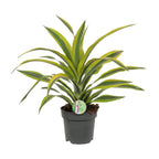 Dracaena fragrans Lemon Lime (Drachenbaum) – Ø 17 cm, 40 cm hoch