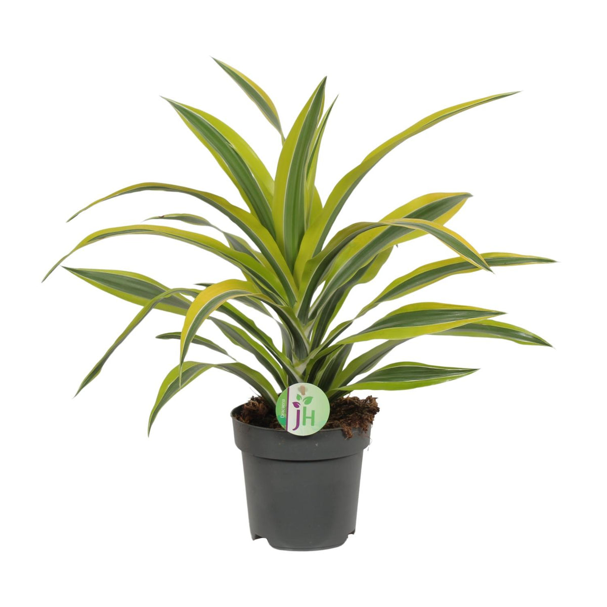 Dracaena fragrans Lemon Lime (Drachenbaum) – Ø 17 cm, 40 cm hoch
