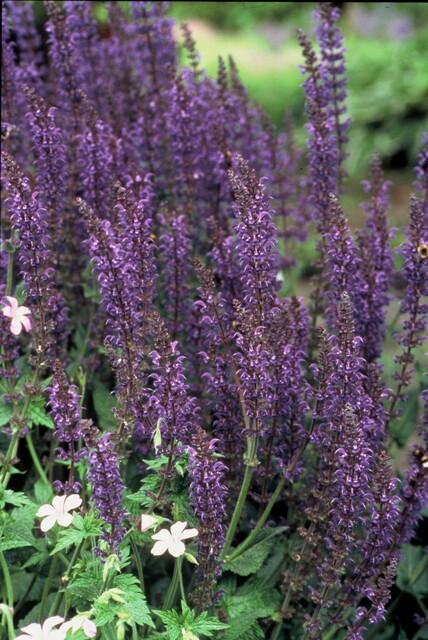 Salvia nemorosa 'Mainacht' (sage) – 6 plants, Ø9 cm, 10–25 cm high