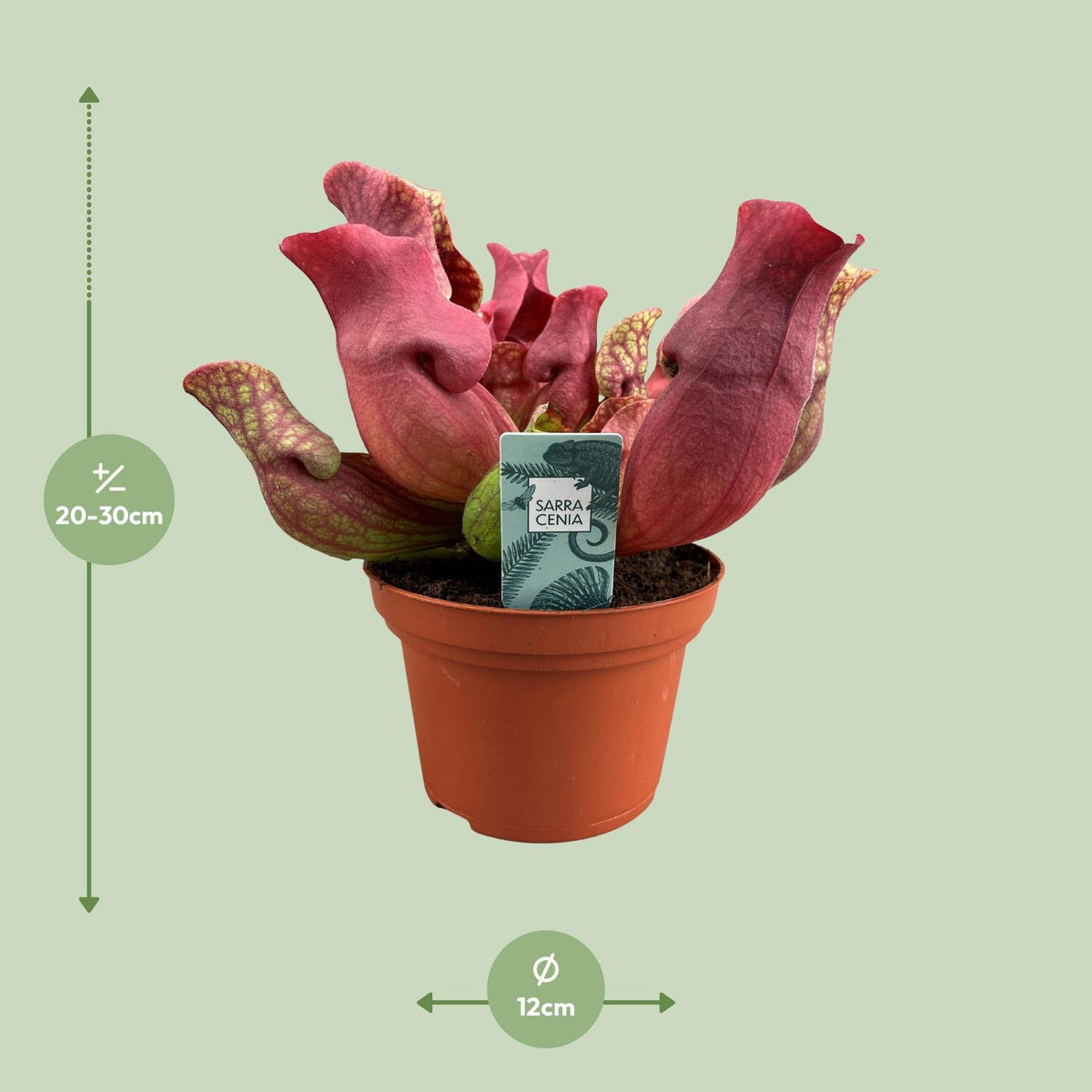 Sarracenia Maroon (trompetbægerplante) – Ø12 cm, 23 cm høj