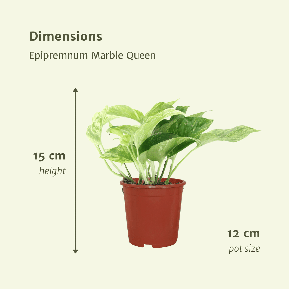 4× Epipremnum Marble Queen (scindapsus) – Ø12 cm, 15 cm de haut