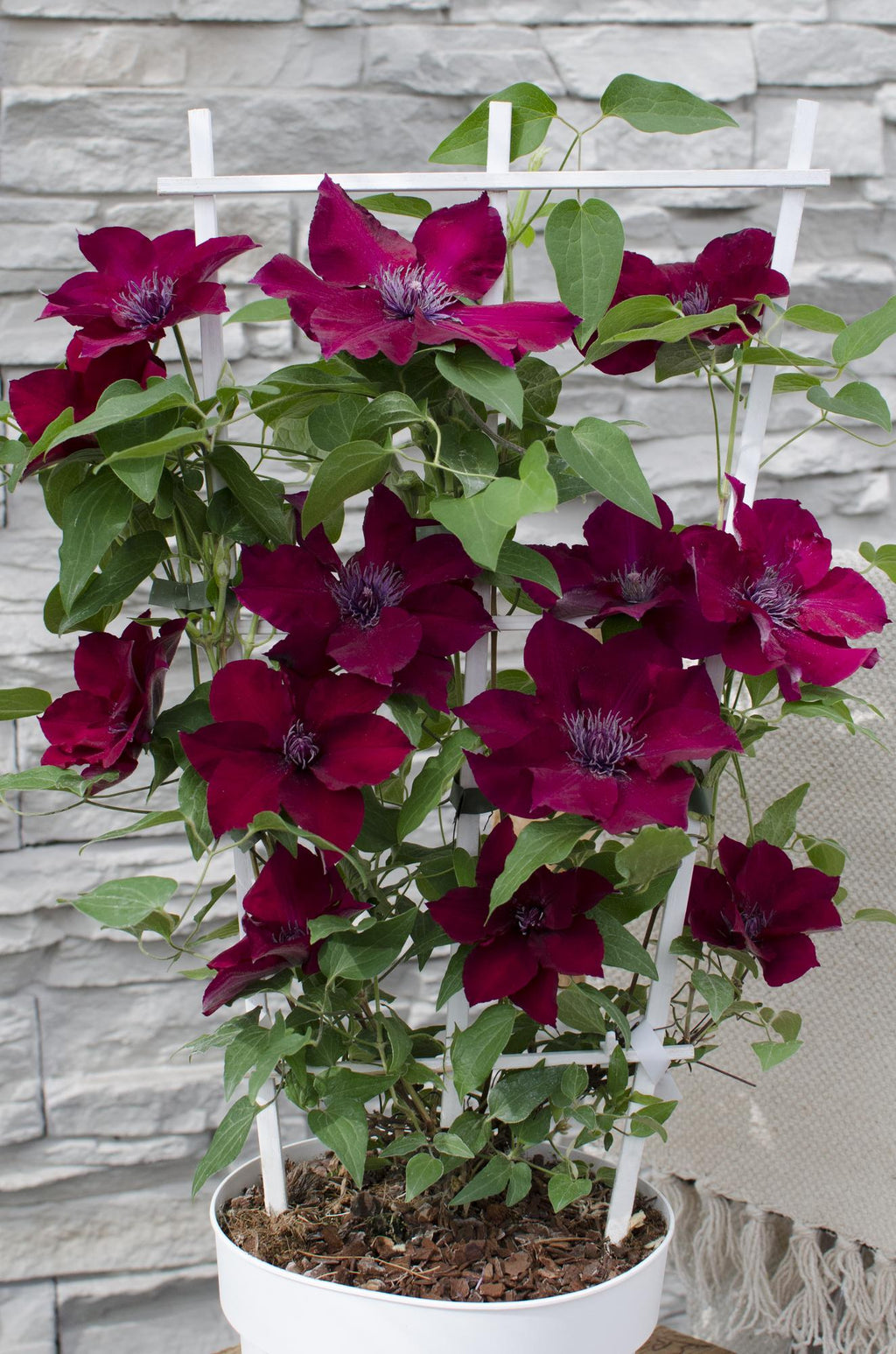 Clematis 'Nubia' (Virgin's Bower) – Ø15 cm, 65 cm high – photo 7