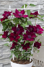 Clematis 'Nubia' (Virgin's Bower) – Ø15 cm, 65 cm high