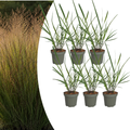Panicum virgatum 'Rotstrahlbusch' (graminée ornementale aux couleurs automnales chaudes) – 6 plants, Ø12 cm