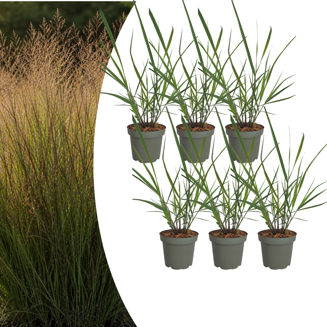 Panicum virgatum 'Rotstrahlbusch' (graminée ornementale aux couleurs automnales chaudes) – 6 plants, Ø12 cm