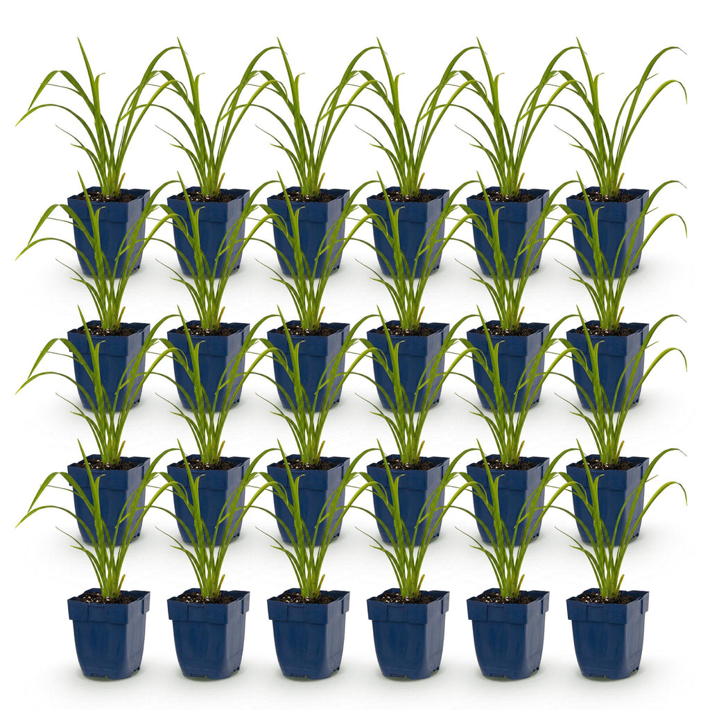 Hemerocallis 'Mauna Loa' (Taglilie) – orange – 24 Pflanzen, Ø11 cm, 15–25 cm hoch – Bild 2