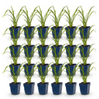 Hemerocallis 'Mauna Loa' (Taglilie) – orange – 24 Pflanzen, Ø11 cm, 15–25 cm hoch