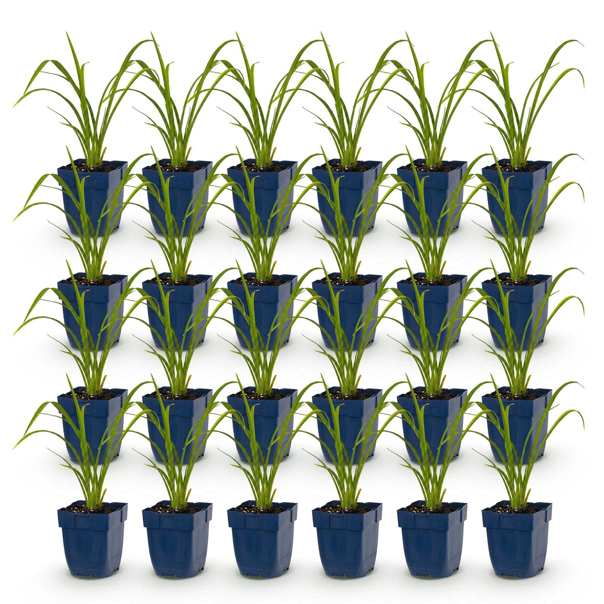 Hemerocallis 'Mauna Loa' (Taglilie) – orange – 24 Pflanzen, Ø11 cm, 15–25 cm hoch – Bild 2