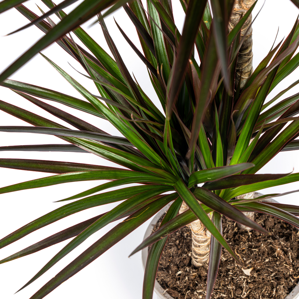 Dracaena marginata Magenta (Drachenbaum) – Ø 24 cm, 130–150 cm hoch