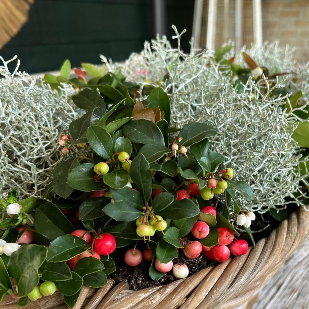 Gaultheria '+ 3x Calocephalus' (mountain tea) – Ø10 cm, 15 cm high – photo 3