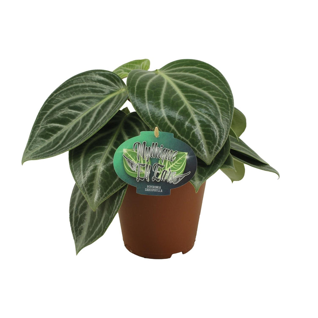 Peperomia Sarcophylla – Ø15 cm, 25 cm hoog