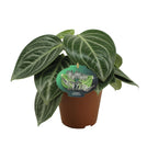 Peperomia Sarcophylla – Ø15 cm, 25 cm hoog