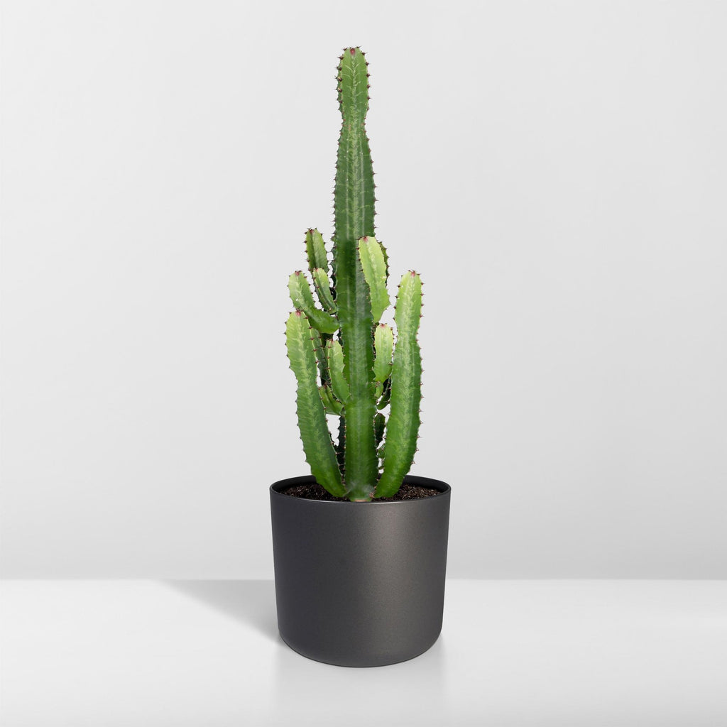 Euphorbia Acrurensis – Ø24 cm, 60 cm de haut