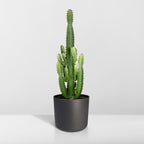 Euphorbia Acrurensis – Ø24 cm, 60 cm de haut