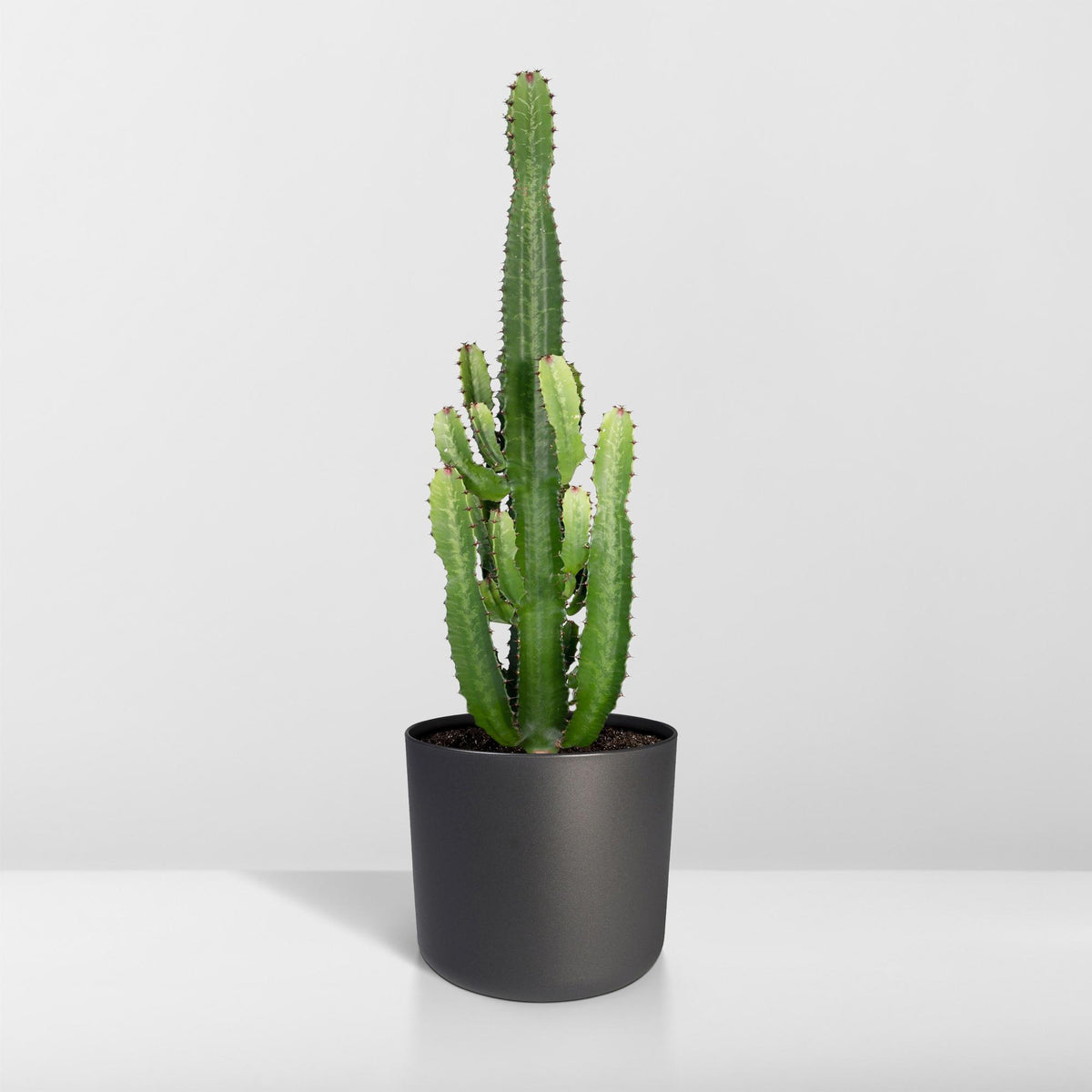 Euphorbia Acrurensis – Ø24 cm, 60 cm de haut