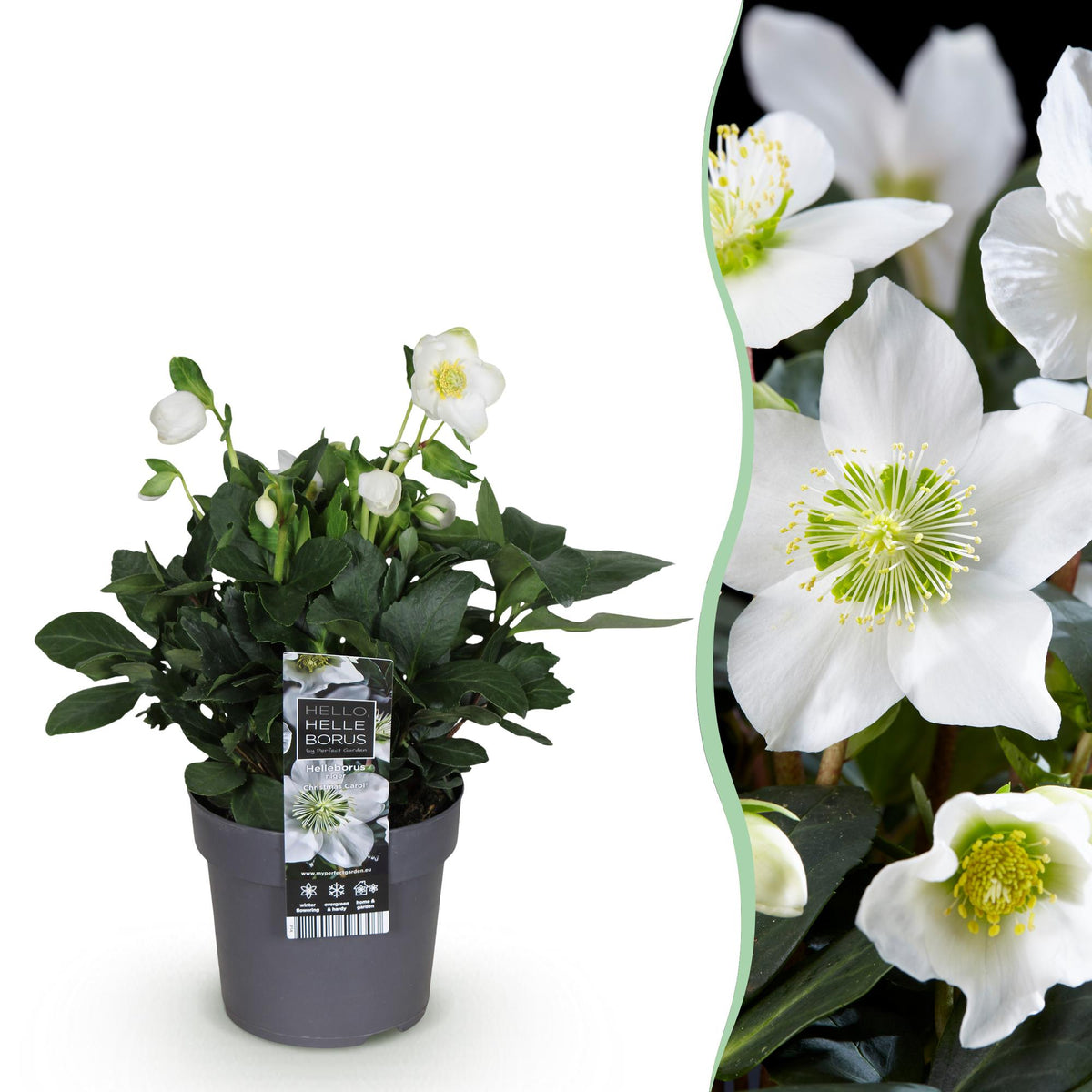 Helleborus 'Christmas Carol' (kerstroos) – Ø14 cm, 30 cm hoog