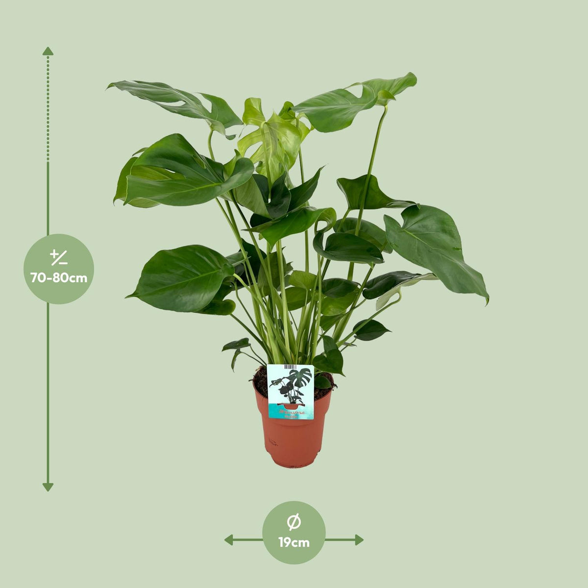 Monstera deliciosa (Fensterblatt) – Ø 19 cm, 60 cm hoch