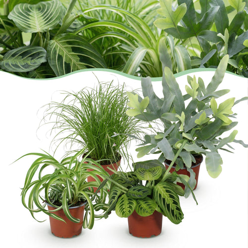4× Maranta (gebedsplant) – Ø12 cm, 25 cm hoog