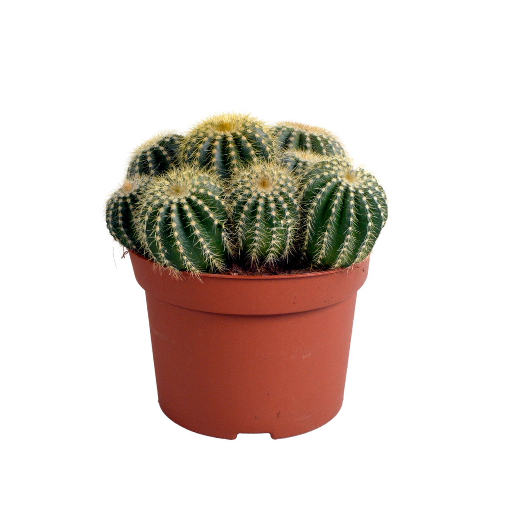 Eriocactus warasii (Cactaceae) – Ø 12 cm, 20 cm hoch
